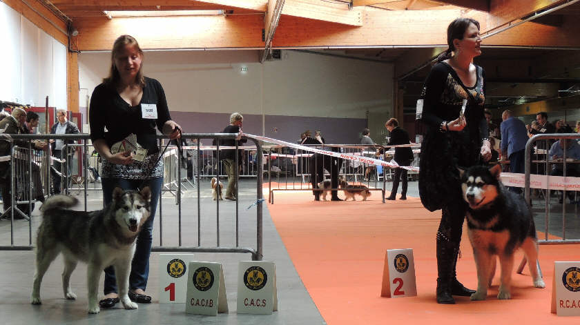 AMIENS 2013 - FEMELLES