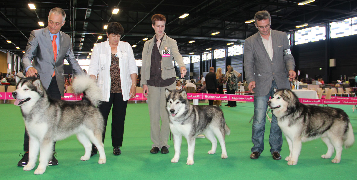 Championnat de France - Angers 2014 - juge: Madame Pary DAUVET