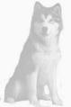 Malamute Ring Homepage