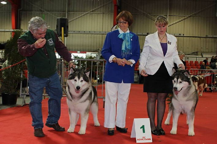 SPECIALE PERIGUEUX (CACIB) 8 MARS 2014 - JUGE : Mme Jeannette LARIVE