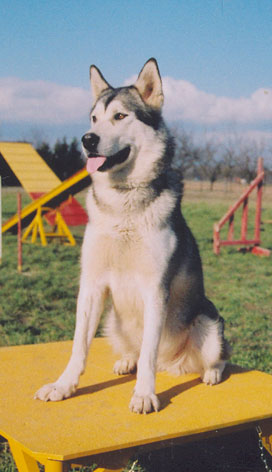 Tigun Jessie of Saskatchewan River Pack